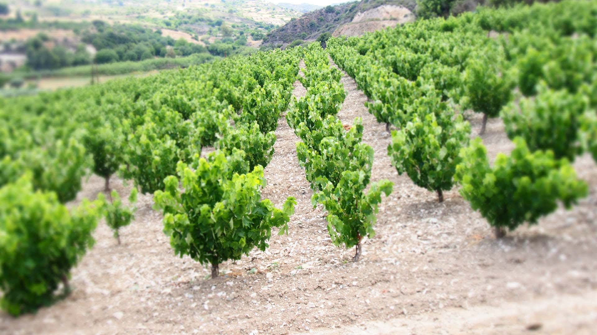 Виноградники в деревне Като Дрис (Кипр)
