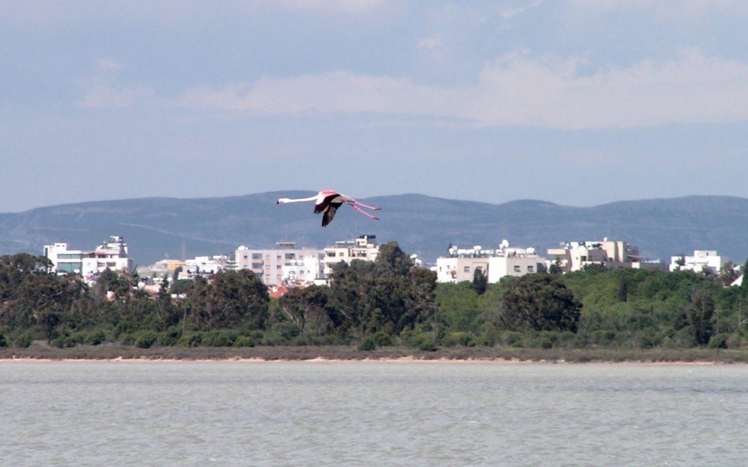 Фламинго над солёным озером Ларнаки (Кипр).