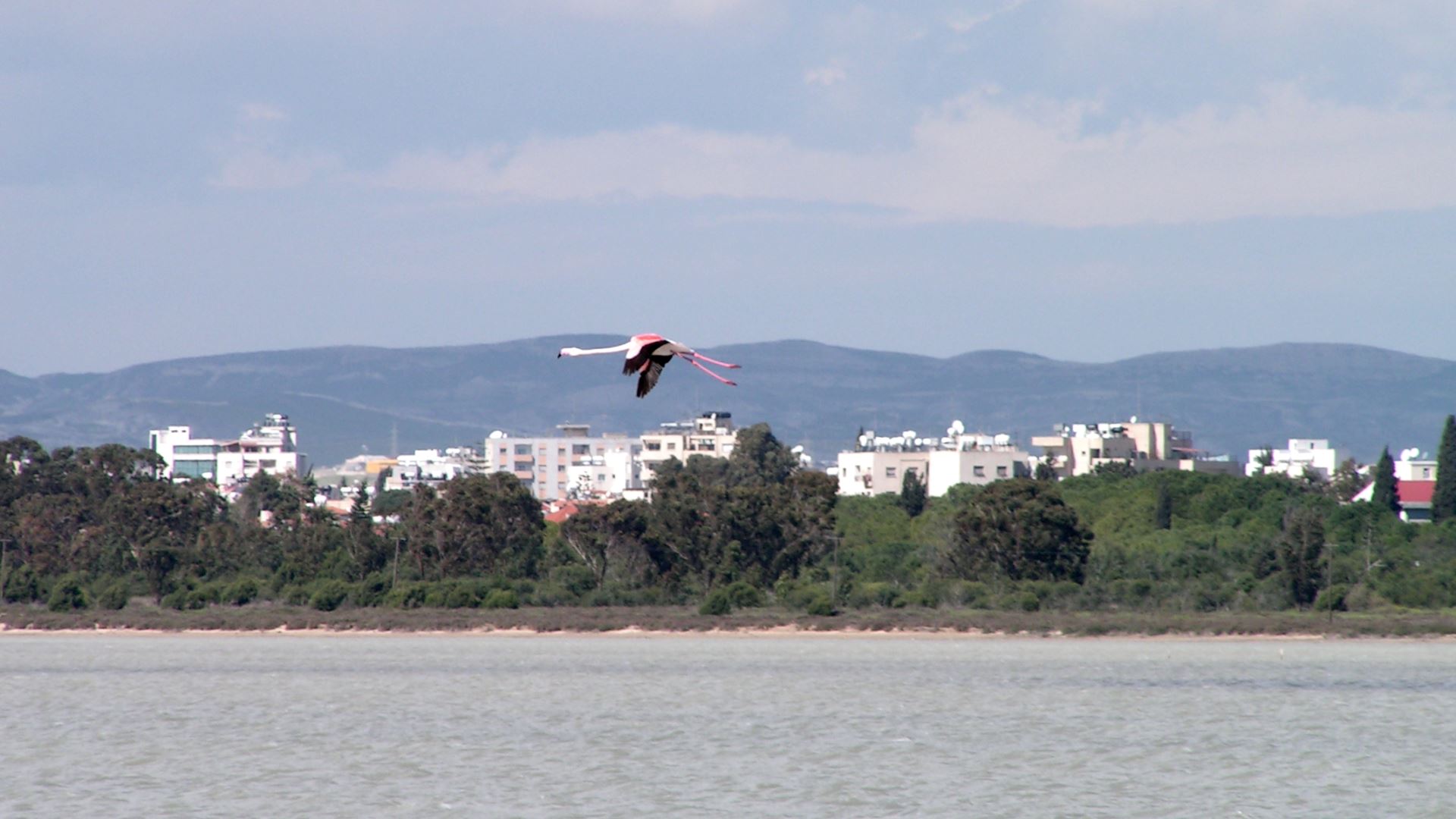 Фламинго над солёным озером Ларнаки (Кипр).