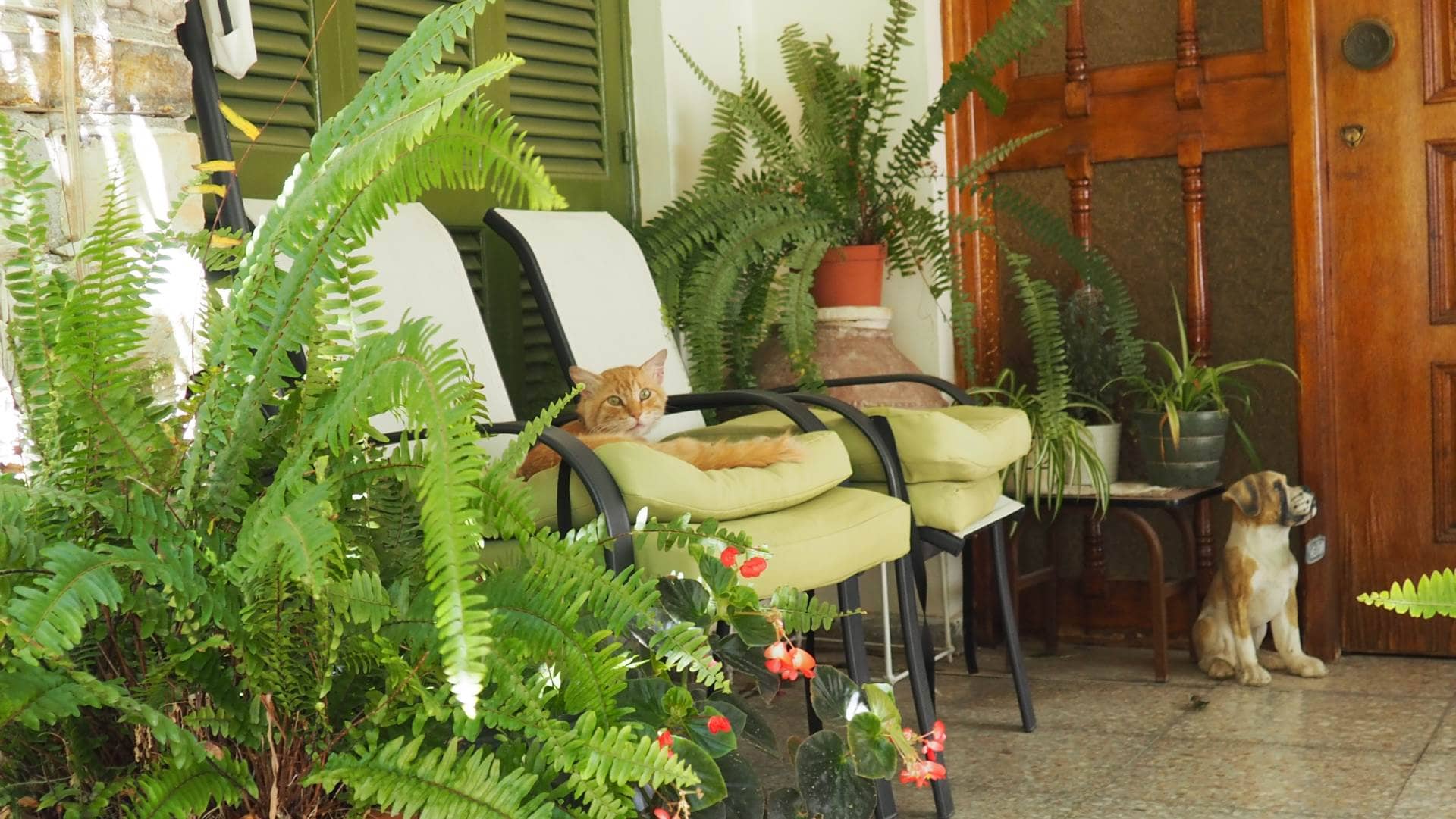 Двор в деревне Лефкара (Кипр)