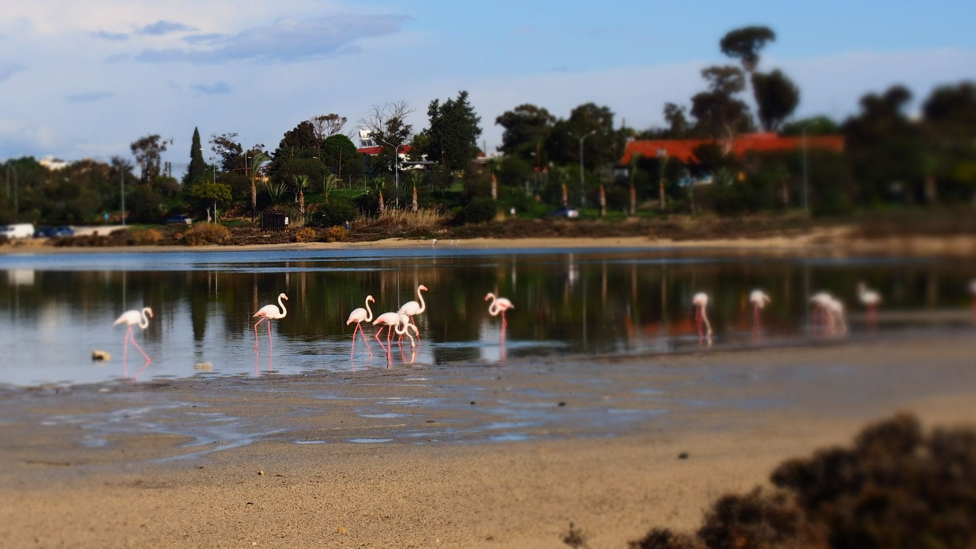 Зимовка фламинго на солёных озёрах Ларнаки (Кипр)