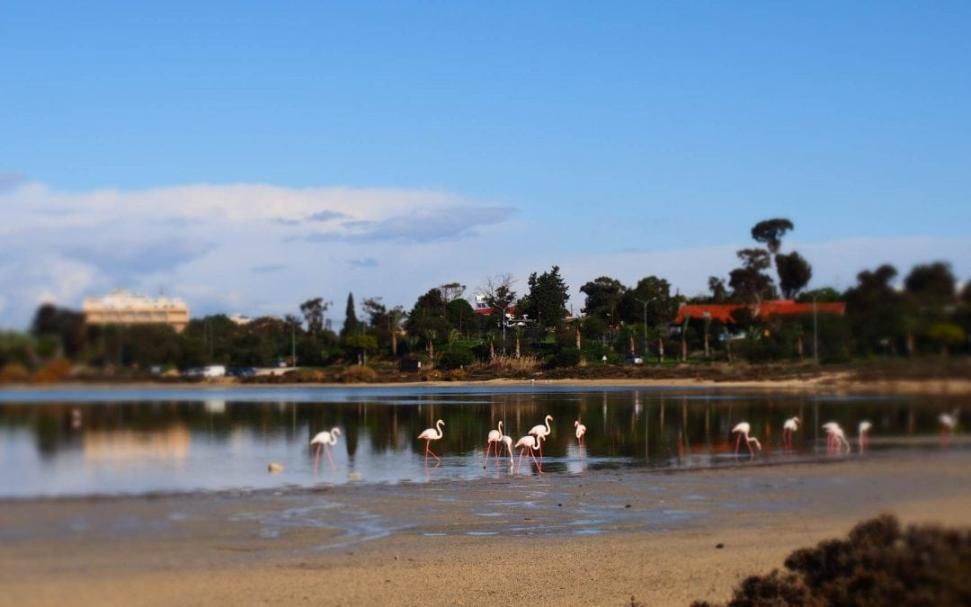 Фламинго на зимовке на солёном озере Ларнаки (Кипр)