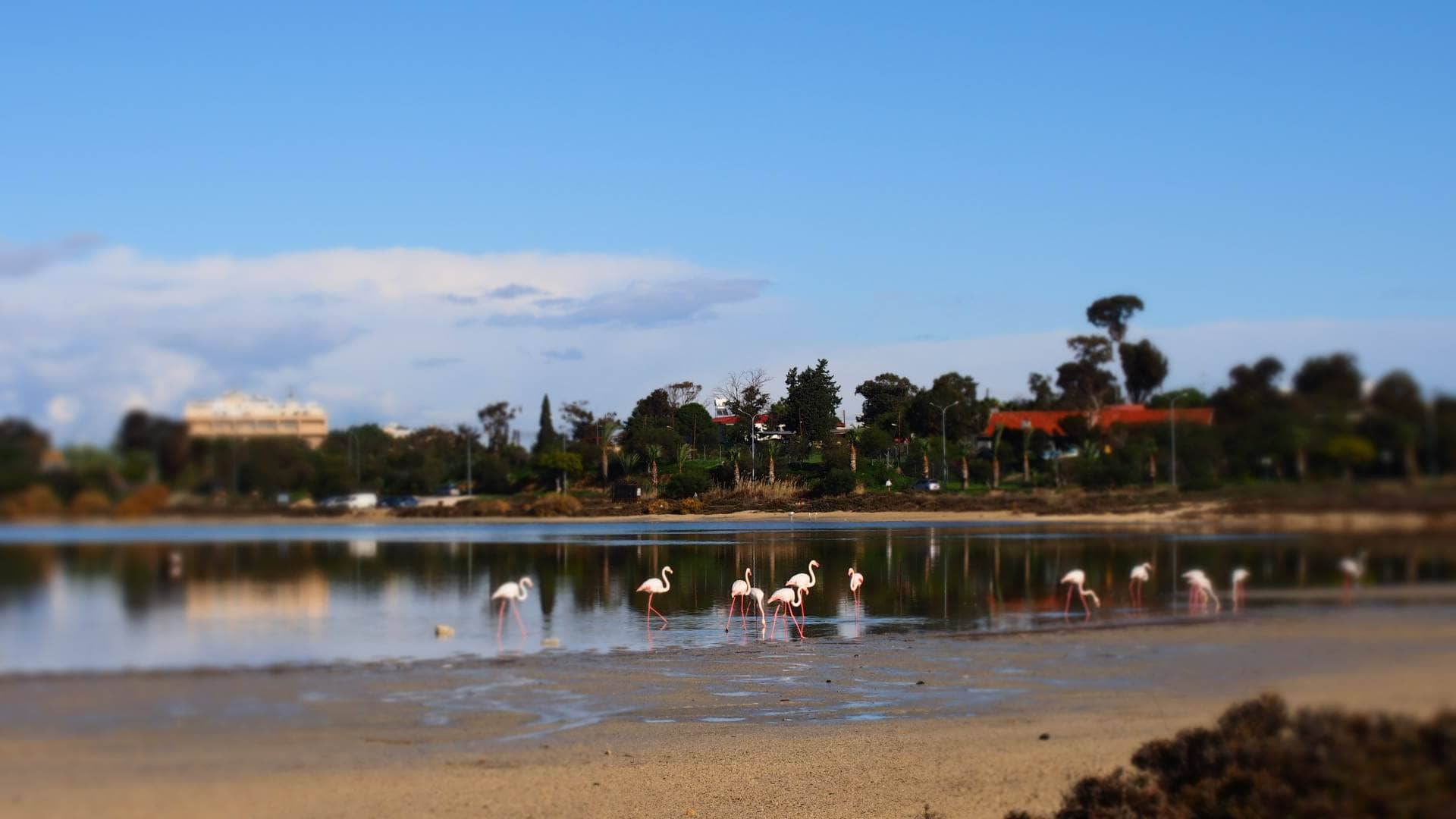 Фламинго на зимовке на солёном озере Ларнаки (Кипр)