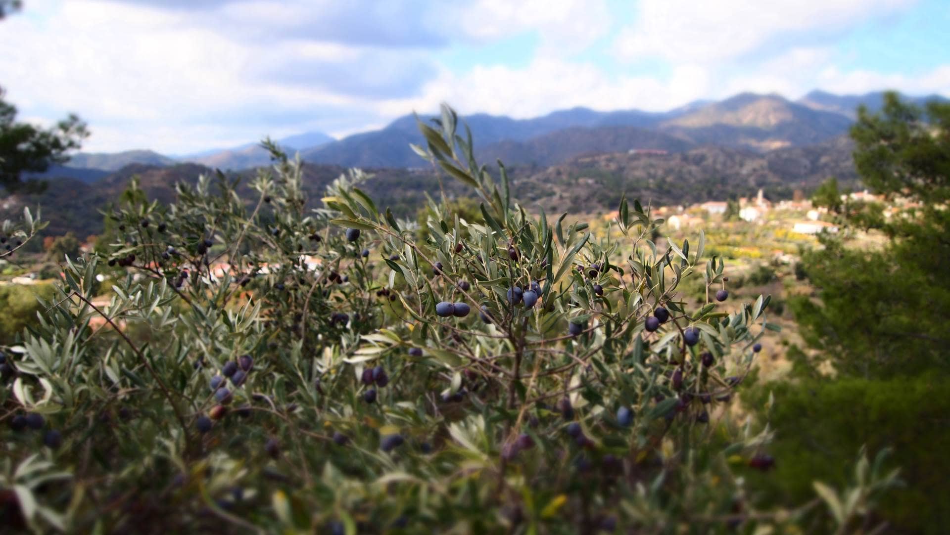 Оливковое дерево, восточный Троодос (Кипр)