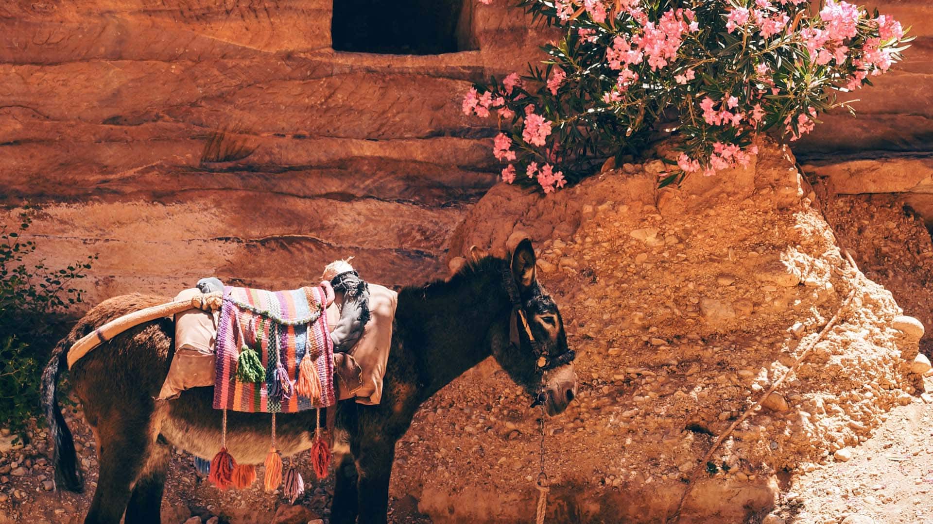 Иллюстрация к описанию экскурсии "Юный фермер": кипрский ослик