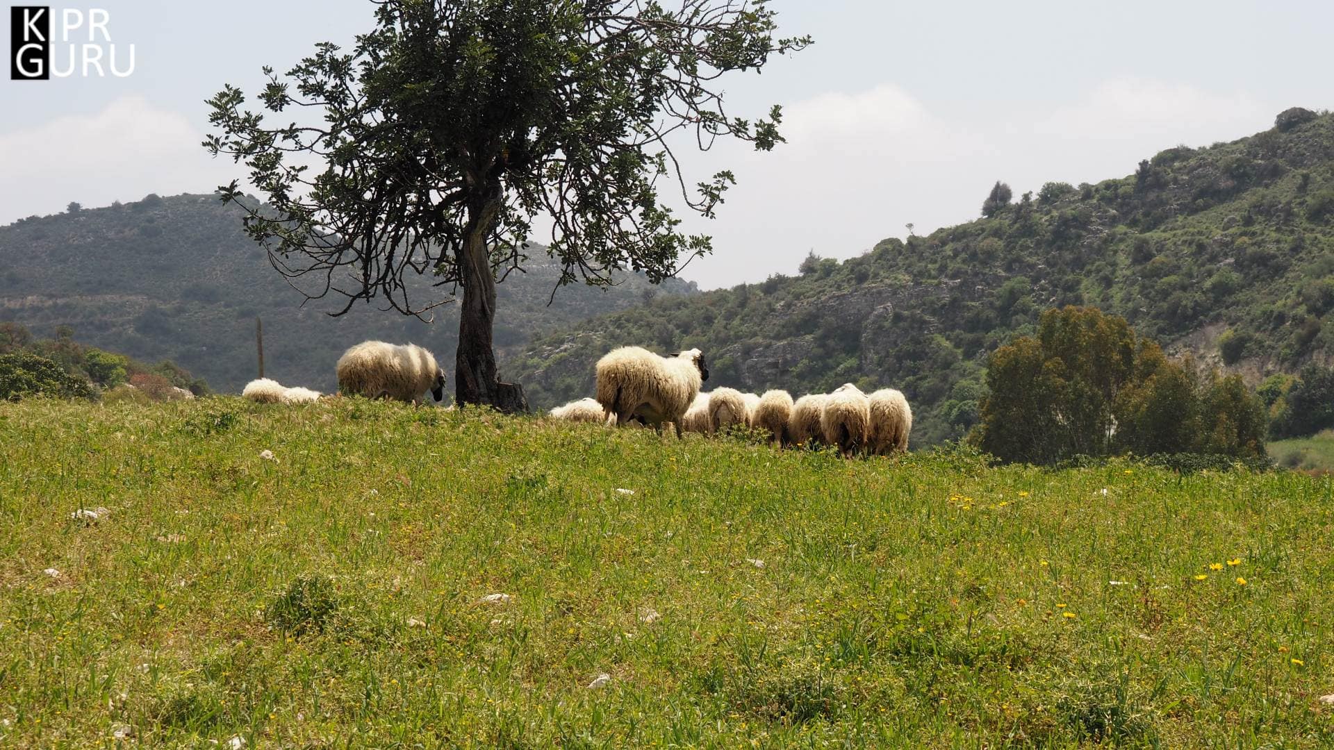 Овцы на деревенской ферме (Кипр)