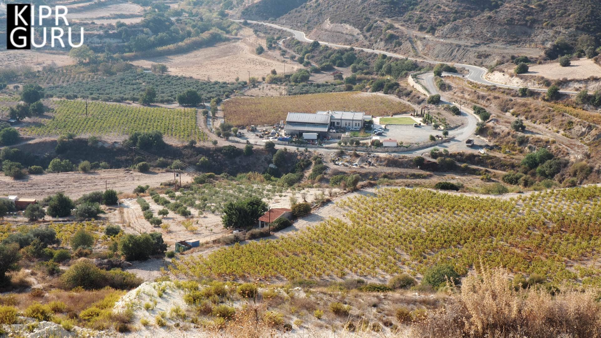 Виноградники в предгорье Троодоса (Кипр)