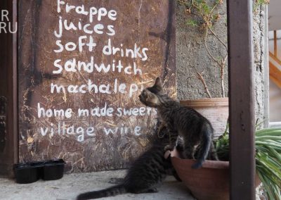 Котята в уличном кафе, деревня Какопетрия (Кипр)
