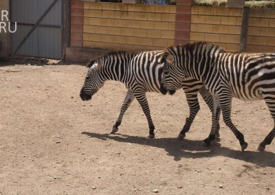 Зебры в зоопарке Мелиоса (Кипр)