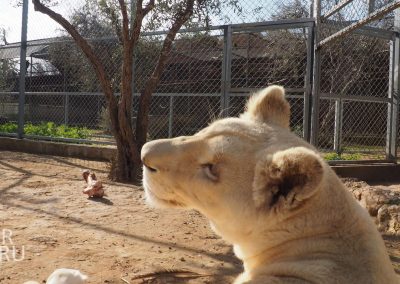Львица в зоопарке Мелиоса (Кипр)