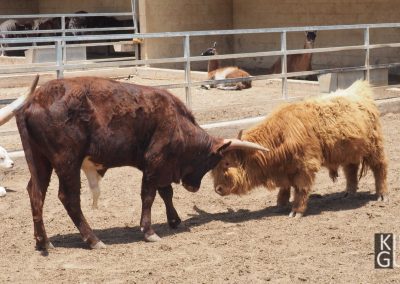 Шотландские бычки, зоопарк Мелиос (Кипр)
