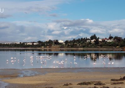 Фламинго на зимовке на солёном озере Ларнаки (Кипр)