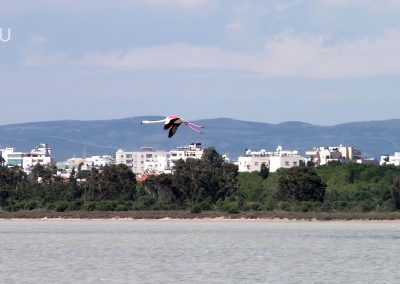 Фламинго над солёным озером в Ларнаке (Кипр)