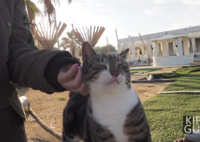 Серия фотографий "Коты Кипра"