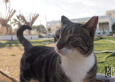 Серия фотографий "Коты Кипра"