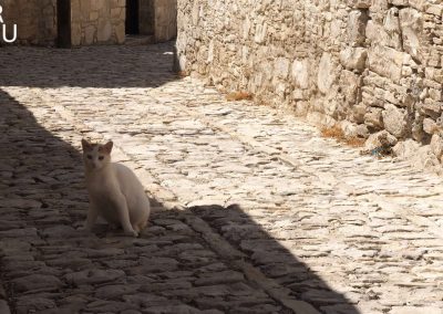 Кипрские котики. Деревня Лания (Кипр)
