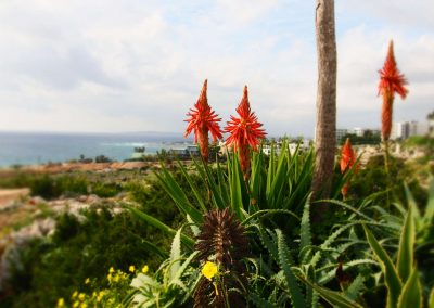 Парк кактусов и суккулентов в Айя Напе (Кипр)