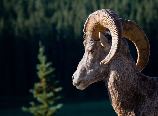 mouflon2_kiprguru_601x442 Деревня Педулас (иллюстрация для экскурсии Сердце Кипра)