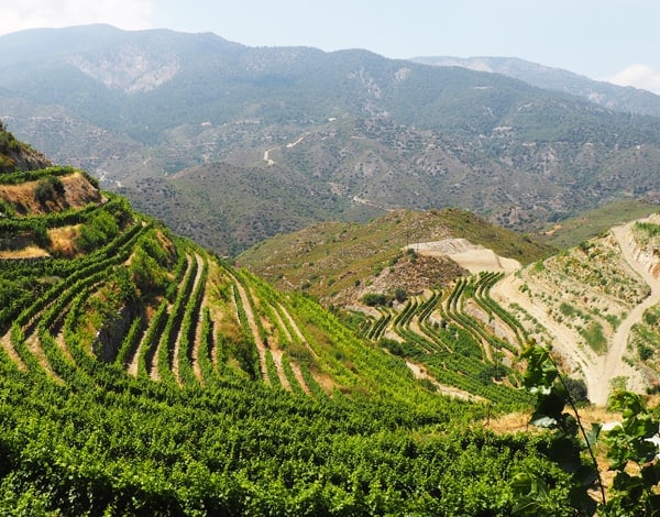 winery_kiprguru_600x470_1 Монастырь Троодитисса (иллюстрация для экскурсии Сердце Кипра)