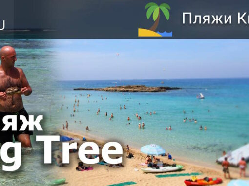 Видео о Кипре: обзор пляжа Fig tree