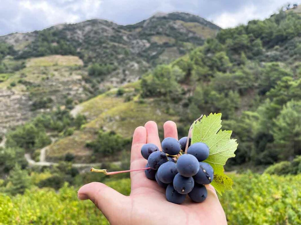Иллюстрация к статье "Вина Кипра: местные сорта винограда".